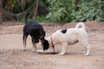 two puppy dog eating food