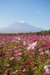 Field of cosmos flowers and Mountain Fuji in autumn season at Yamanakako Hanano Miyako Koen