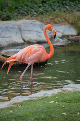 American Flamingos ( Phoenicopterus ruber ruber)