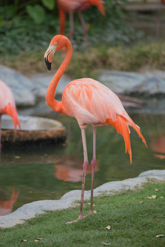 American Flamingos ( Phoenicopterus ruber ruber)