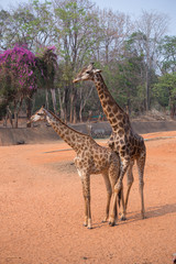 giraffe (giraffa camelopardalis)