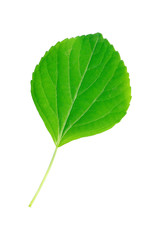 Fototapeta premium One green leaf with stem isolated on white