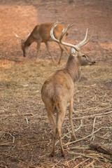 red deer