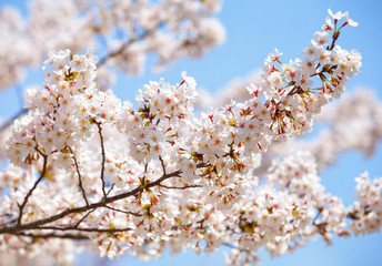 White sakura or Japanese cherry blossom in spring season