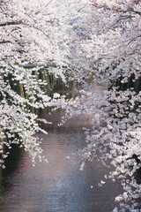 Beautiful sakura cherry blossom at Nakameguro Tokyo, Japan