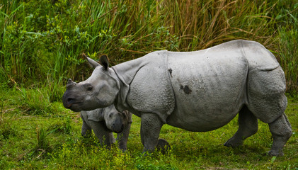 Naklejka premium The female Great one-horned rhinoceroses and her calf. India. 