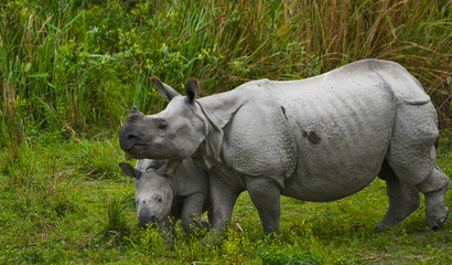 The female Great one-horned rhinoceroses and her calf. India.  
