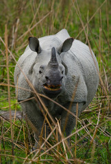Fototapeta premium Portrait of a Wild Great one-horned rhinoceros. India. 