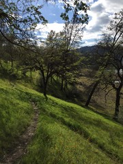 Path Through Woods