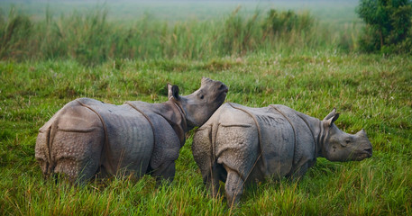 Fototapeta premium Two Wild Great one-horned rhinoceroses in a national park. India. 