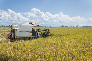 Fototapeta premium Harvesting machinery on yellow rice field for pattern