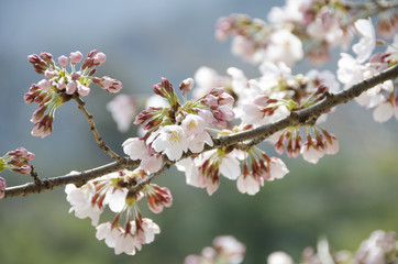 宮島の桜
