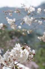 宮島の桜
