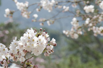 宮島の桜
