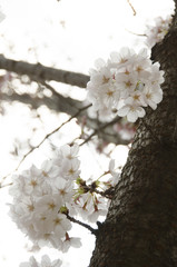 宮島の桜
