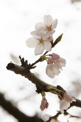 宮島の桜

