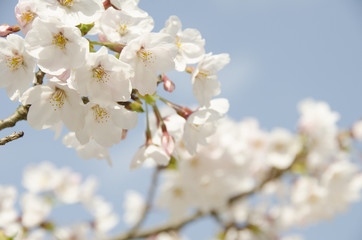 宮島の桜
