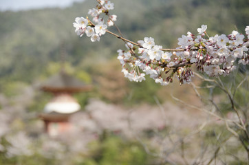宮島の桜
