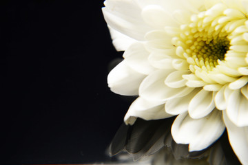 daisy in macro style
