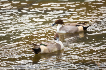 Fototapeta premium Duck on water in lake