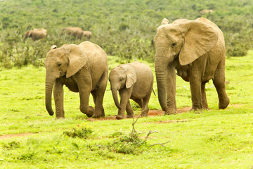 Naklejka na ściany i meble Elephants walking towards a waterhole