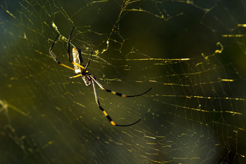 Golden orb spider