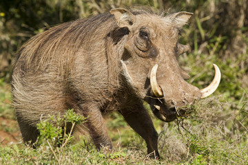 Warthog standing and eating grass