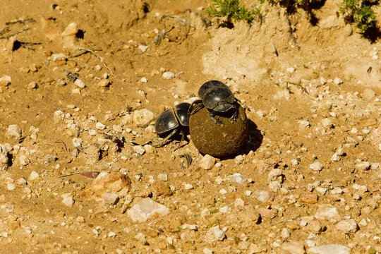 Two dung beetles rolling a ball of dung