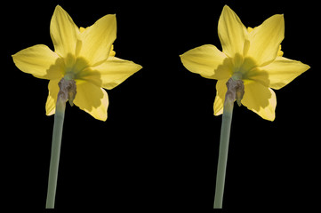 Two Daffodils