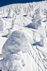 Fototapeta na wymiar snow covered trees on the mountain