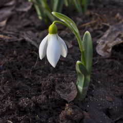 Snowdrop - first flower of spring