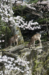 Naklejka premium 宮島の桜 