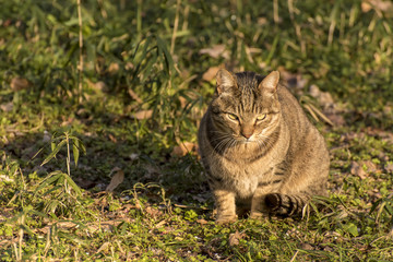 座るノラネコ、正面