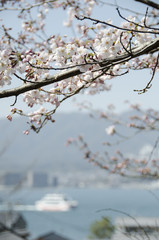 宮島の桜
