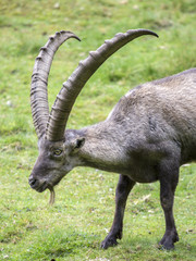 Male alpine ibex in a grass