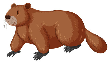 Beaver with happy face © blueringmedia