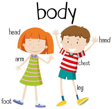 Human body parts diagram