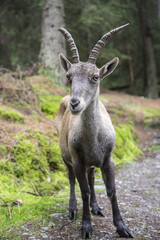 Closeup of a female alpine ibex or steinbock