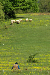 Herd of sheep in the spring
