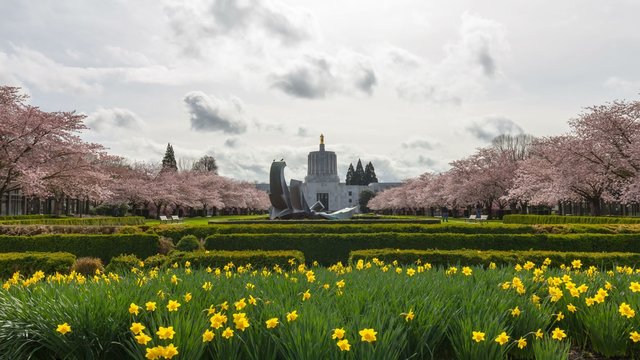 Ultra High Definition 4k Time Lapse movie of moving clouds and people in Salem State Capitol public park with Sakura Cherry Trees and daffodils blooming Spring season 4096x2304