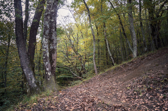 Осенний лес. Лесные тропы в осеннем лесу