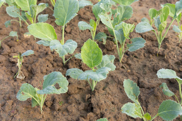 fresh kale in a cultivated farmers field