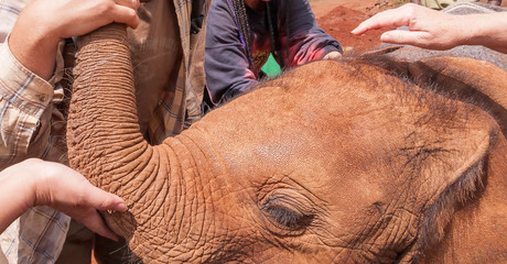 Close-up view on head of baby elephant with people hands flattering his trunk. Sheldrick Elephant Orphanage in Nairobi, Kenya.  - Powered by Adobe