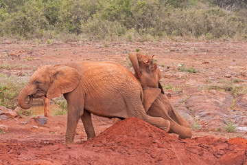 Two baby elephants lie on red clay heap with bushes in background. Sheldrick Elephant Orphanage in Nairobi, Kenya.
