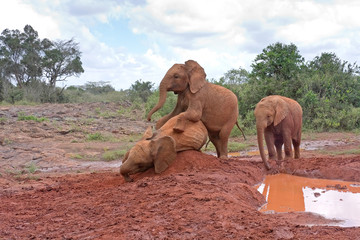 Three baby elephants play each other on red clay heap with bushes in background. Sheldrick Elephant Orphanage in Nairobi, Kenya.
