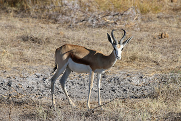 Naklejka na ściany i meble Springbock im Etosha Nationalpark. Namibia