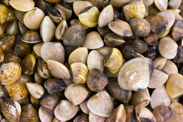 Closeup fresh raw Surf clam background,Surf clam,