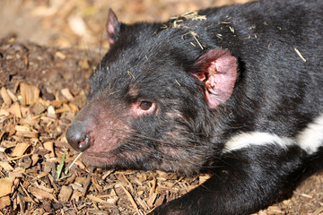 Tasmanischer Teufel 