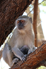 Vervet Monkey (Chlorocebus pygerythrus) with Baby in Zimbabwe