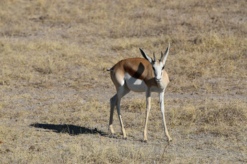 Springbock im Etosha Nationalpark. Namibia 